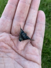 Trapa natans bispinosa