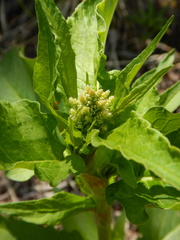 Koenigia alaskana
