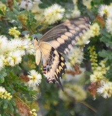 Heraclides ornythion