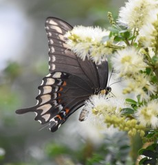 Heraclides ornythion