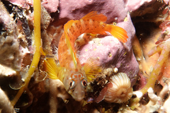 Notoclinops yaldwyni