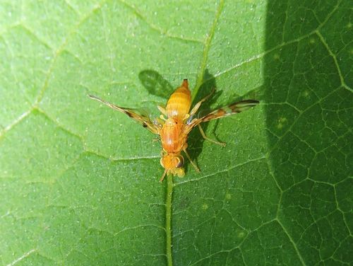 Sunflower Maggot Fly photo 4