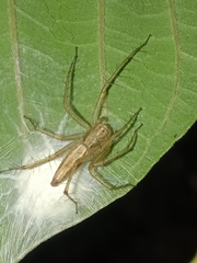 Oxyopes