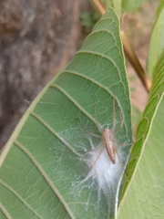 Oxyopes