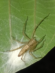 Oxyopes