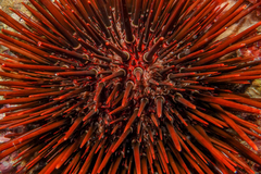 Heliocidaris tuberculata