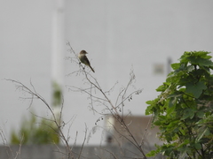 Empidonax albigularis