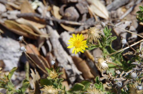 Image of Cliff False Goldenaster (Heterotheca viscida) by (c) Eric Knight, some rights reserved (CC BY)