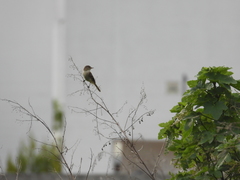 Empidonax albigularis