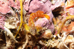 Notoclinops yaldwyni