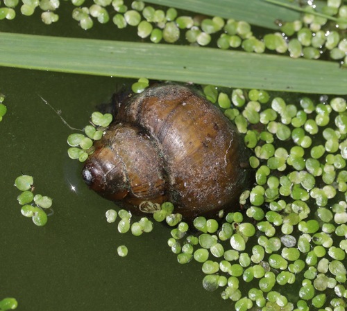 Asian Apple Snail