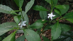 Rauvolfioideae