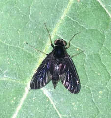 Chrysopilus velutinus