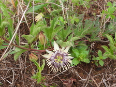 Passiflora karwinskii
