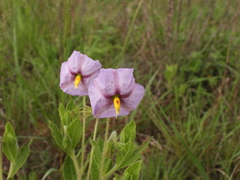 Lycianthes moziniana