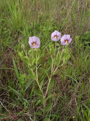 Lycianthes moziniana