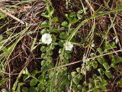Evolvulus prostratus