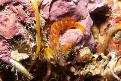 Notoclinops yaldwyni