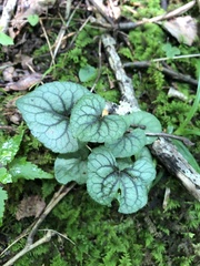 Viola walteri