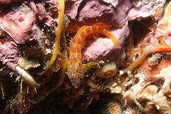 Notoclinops yaldwyni