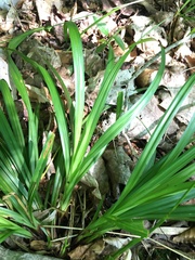 Carex arctata