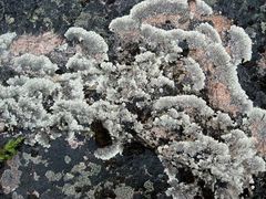 Arctoparmelia centrifuga