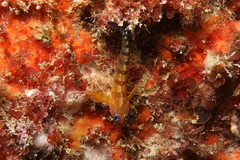 Notoclinops segmentatus