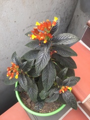 Chrysothemis pulchella