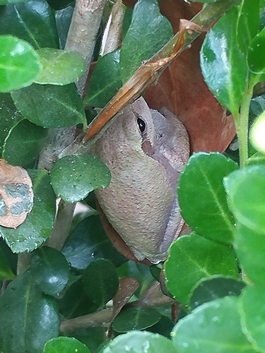 Pine Woods Tree Frog photographed in North Carolina