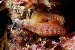 Notoclinops yaldwyni