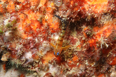 Notoclinops segmentatus