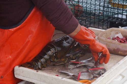 Homarus americanus