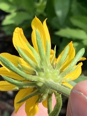 Wyethia amplexicaulis