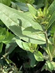 Wyethia amplexicaulis