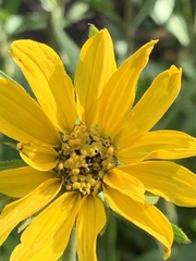Wyethia amplexicaulis