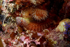 Notoclinops yaldwyni