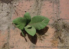 Nicotiana tabacum