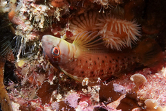 Notoclinops yaldwyni