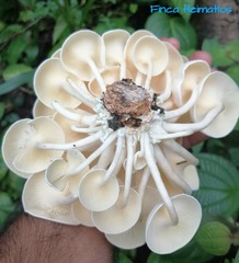 Lentinus concavus
