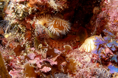 Notoclinops yaldwyni