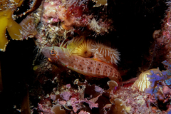 Notoclinops yaldwyni