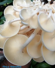 Lentinus concavus