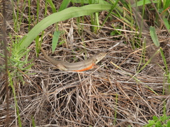 Sceloporus dixoni
