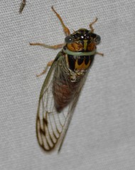 Diceroprocta delicata