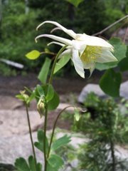 Aquilegia coerulea