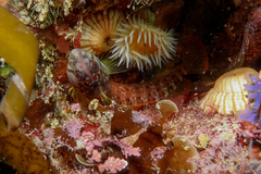 Notoclinops yaldwyni