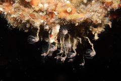 Ectopleura