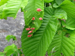 Tetraneura