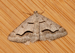 Digrammia rippertaria