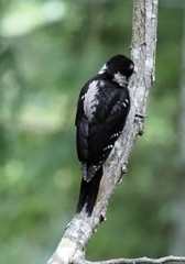 Dryobates villosus harrisi